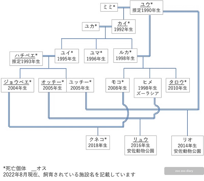 中国系ユーラシアカワウソの家系図　相関図